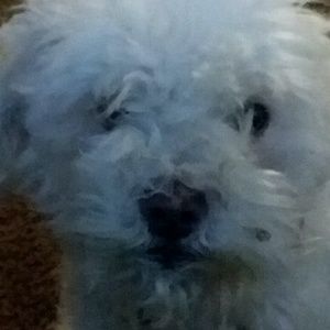 Meet your Posher, Emmanuel