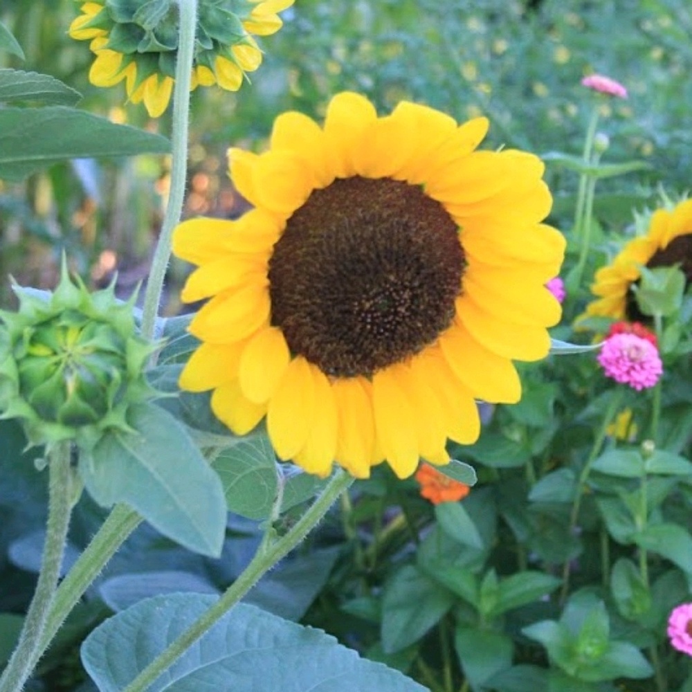 Meet your Posher, Bonnie