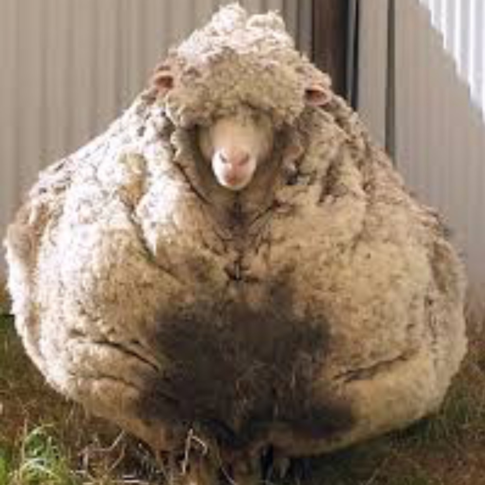 Meet your Posher, Emmy