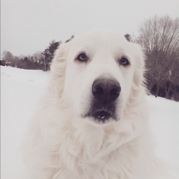 Meet your Posher, Morgan - Picture 1 of 1