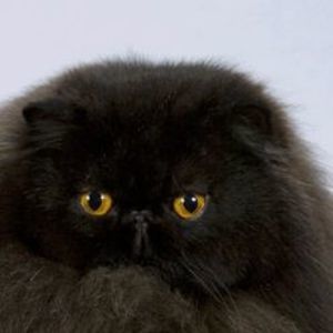 Meet your Posher, Geri