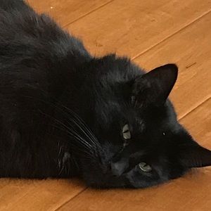 Meet your Posher, James