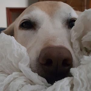 Meet your Posher, Todd