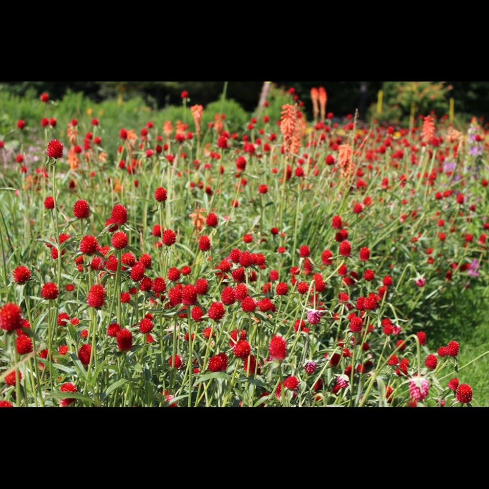 Meet your Posher, Roya