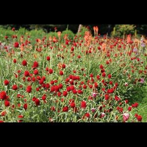 Meet your Posher, Roya