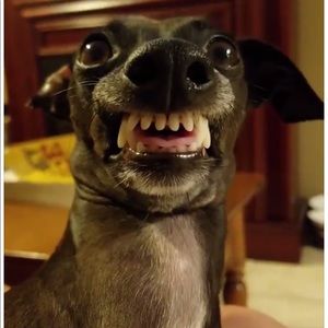 Meet your Posher, Dave