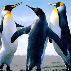 Meet your Posher, Lisha