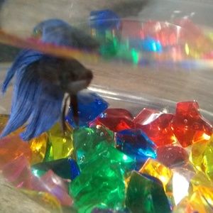 Meet your Posher, Darla