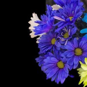 Meet your Posher, Mary ann