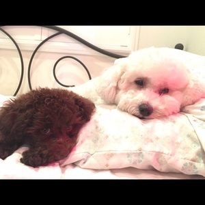 Meet your Posher, Cresta