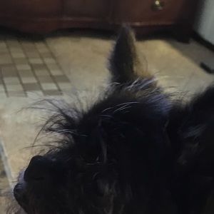 Meet your Posher, Connie