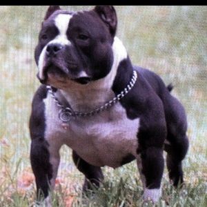 Meet your Posher, Nicholas