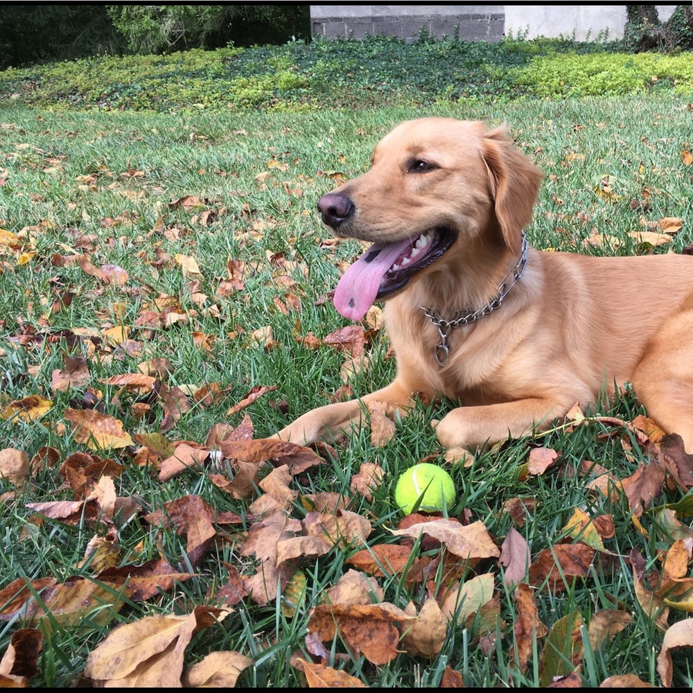 Meet your Posher, Abby