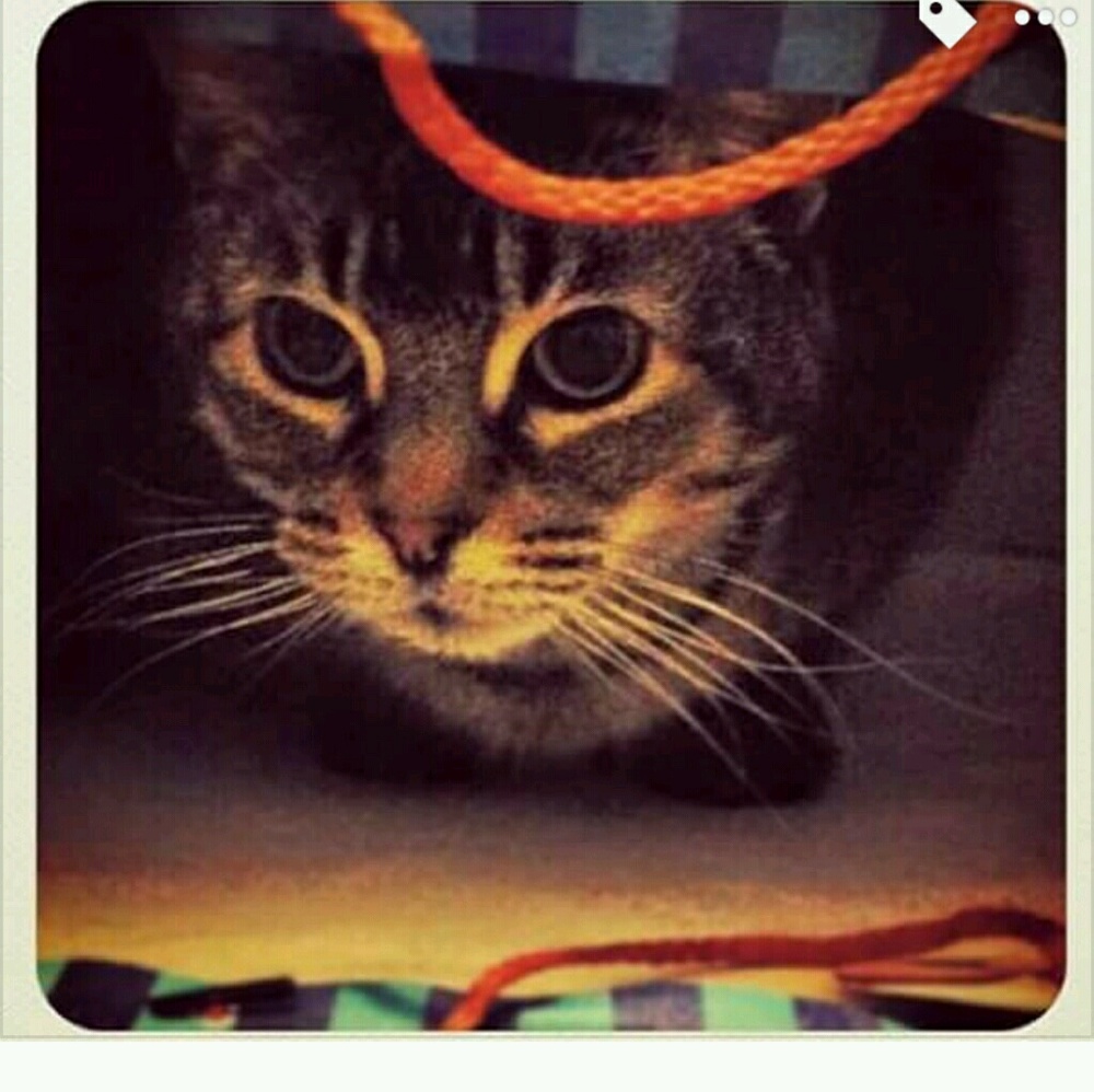 Meet your Posher, Ashley