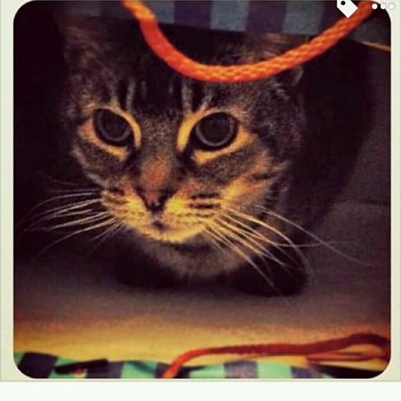 Meet your Posher, Ashley - Picture 1 of 1