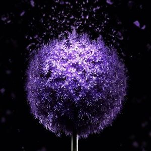 Meet your Posher, Sally