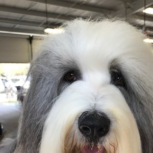 Meet your Posher, Sharon