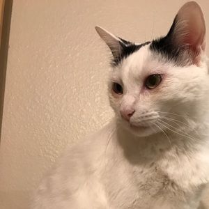 Meet your Posher, Wei