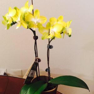 Meet your Posher, Toni