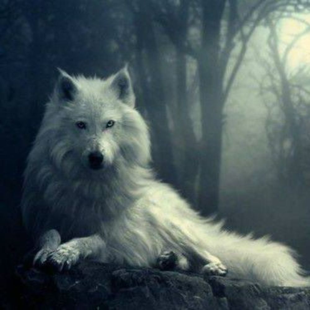 Meet your Posher, Necia