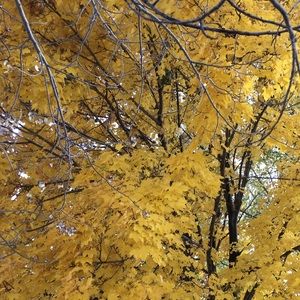 Meet your Posher, Macy