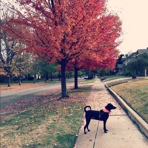 Meet your Posher, Noelle