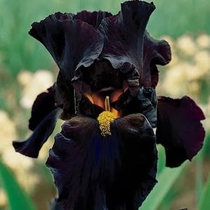 Meet your Posher, Sawsan