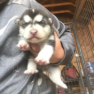 Meet your Posher, Pam