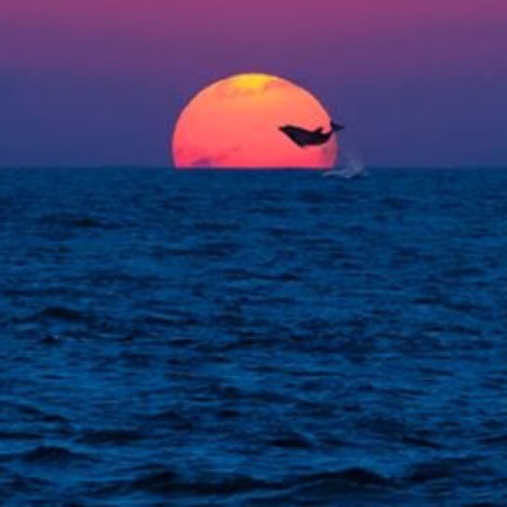 Meet your Posher, Naidean