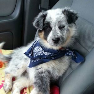 Meet your Posher, Dylan