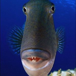 Meet your Posher, Fish