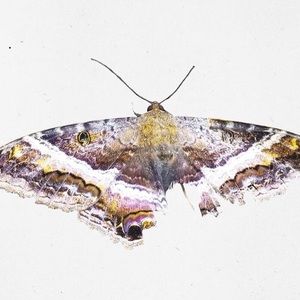 Meet your Posher, Josiah