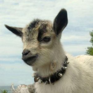 Meet your Posher, Victoria