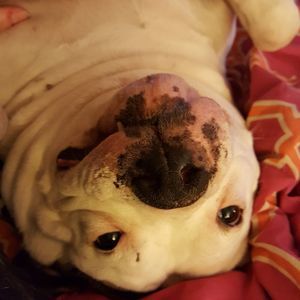 Meet your Posher, Buffy