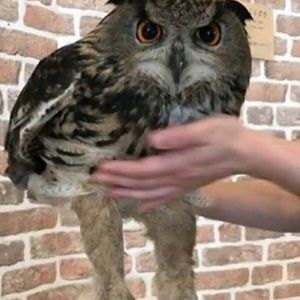 Meet your Posher, Joyce