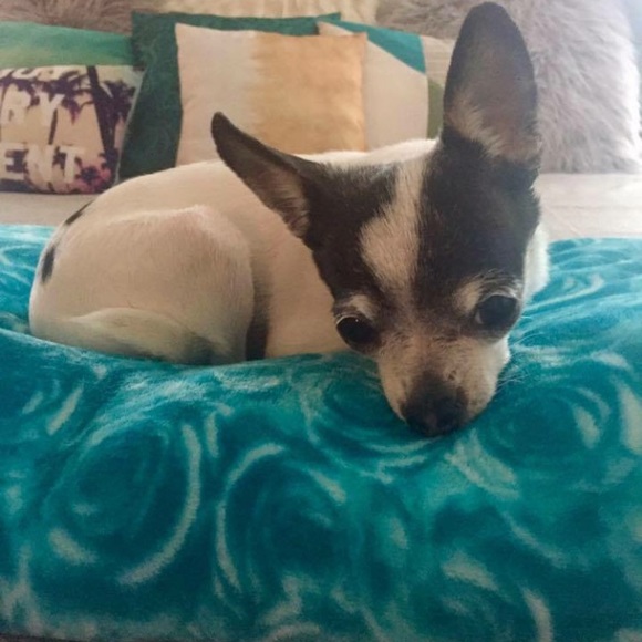 Betsey Johnson Turquoise Roses Plush Blanket King - Picture 2 of 4