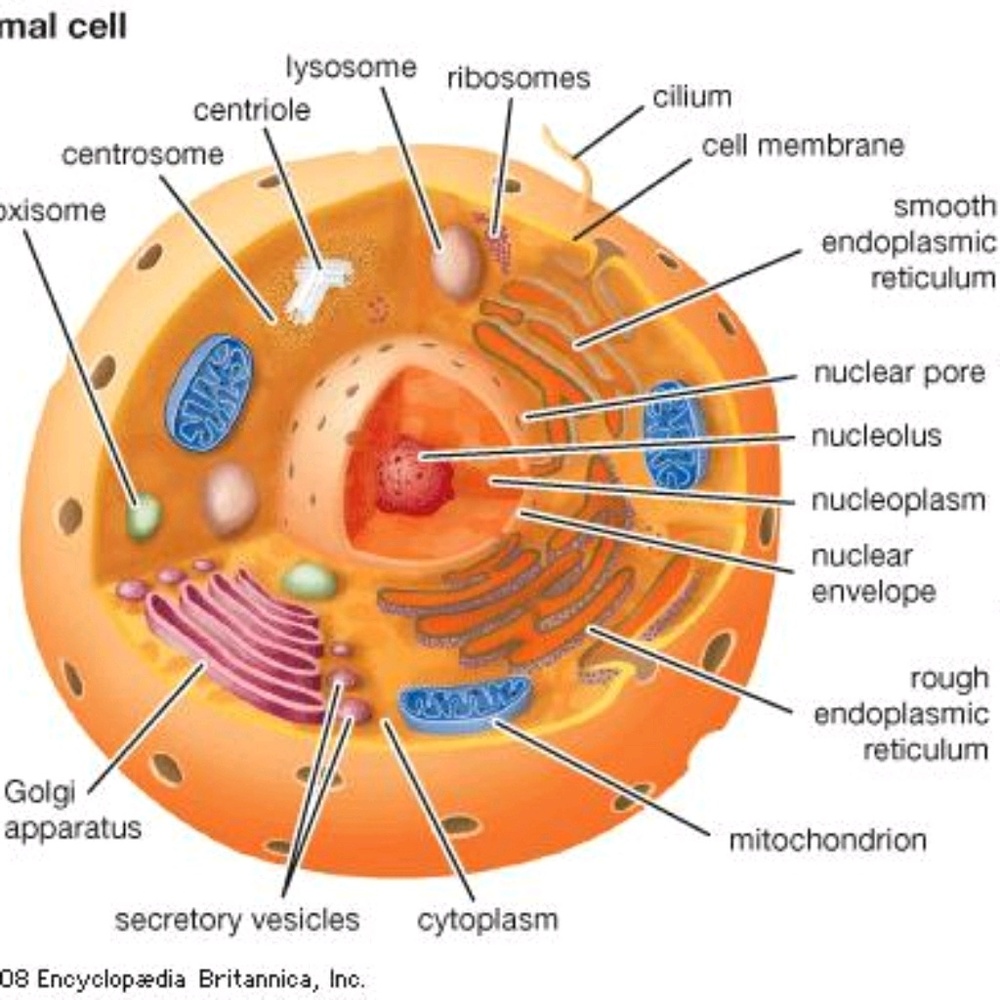 Meet your Posher, Enid