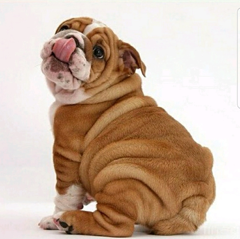 Meet your Posher, Yosie