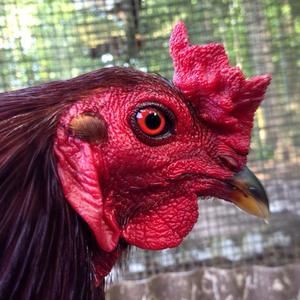 Meet your Posher, Jody