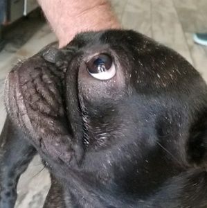 Meet your Posher, Albert