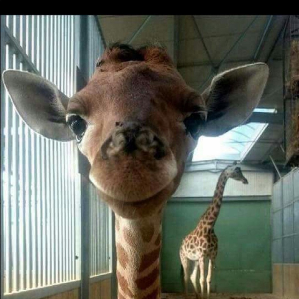 Meet your Posher, Ani