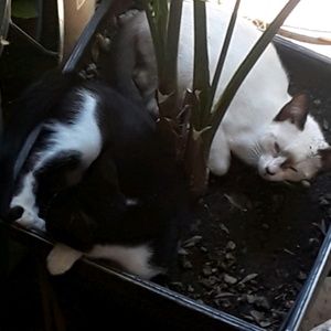 Meet your Posher, Juan