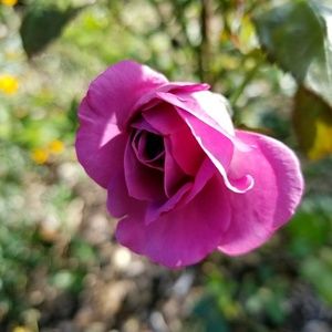 Meet your Posher, Ana