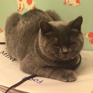 Meet your Posher, Mallory