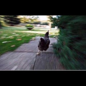 Meet your Posher, Ricky