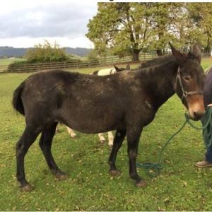 Meet your Posher, Alexia