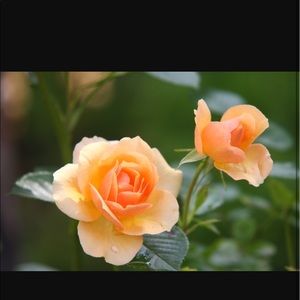 Meet your Posher, Cristal