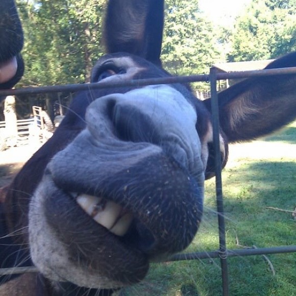 Meet your Posher, Sharon - Picture 1 of 1