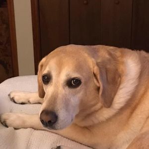 Meet your Posher, Lynda