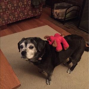 Meet your Posher, Ann